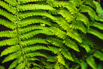 Large green leaves of fern close-up. Detailed background of big foliage with copy space. Textured leaf of polypodiales.