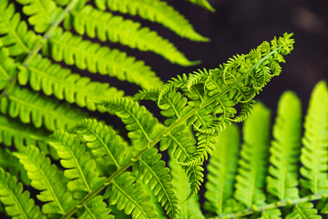 Large green leaves of fern close-up. Detailed background of big foliage with copy space. Textured leaf of polypodiales.