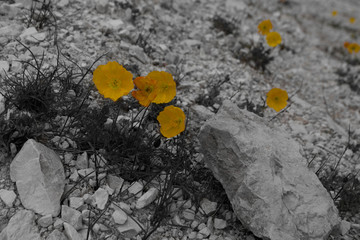 Yellow alpine poppies in the middle of stones color isolation effect, Dolomites, Italy