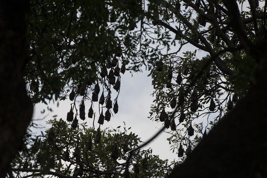 CAMBODIA KAMPONG THOM BAT TREE
