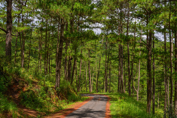 Pine tree forest