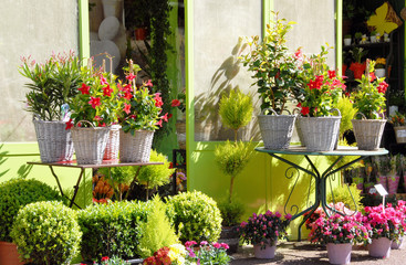 Fototapeta na wymiar Fleurs et plantes présentées devant le magasin d'un fleuriste, table et pots en osier, mur vert, Normandie, France 