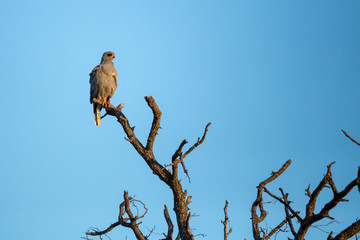 Dark Chanting Goshawk