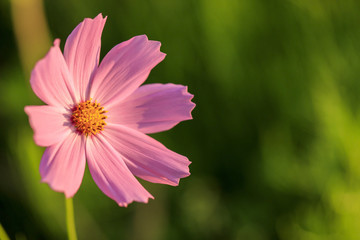 Fototapeta premium 荒川堤防 177