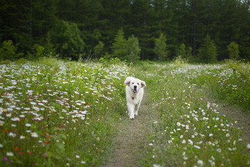 Portrait of dog breed Golden retriever running on the way in front of the field