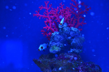 Small spotted fish stem from stones and coral