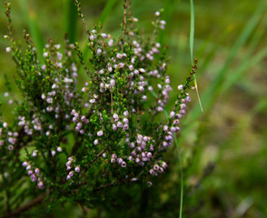 Ecology concept. Flowering heather in the forest