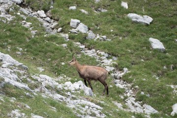 wild shy mountain goat in the nature