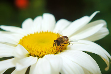 Bee on chamomile collecting honey