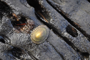Lone Shell