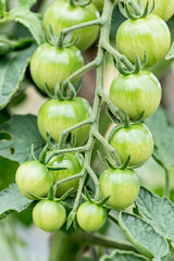 Organic orchard cultivation