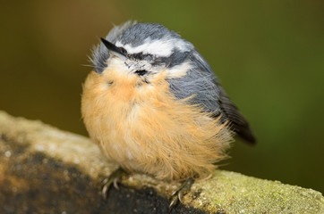 Napping Nuthatch