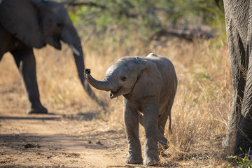 Elephant Calf trunk in the air