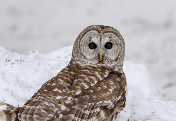 Barred Owl