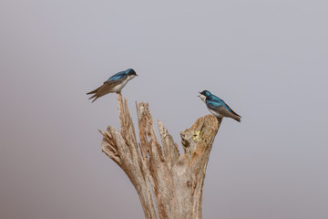 Squabbling Swallows