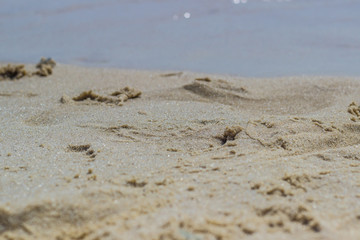 Footprints in the sand on the beach