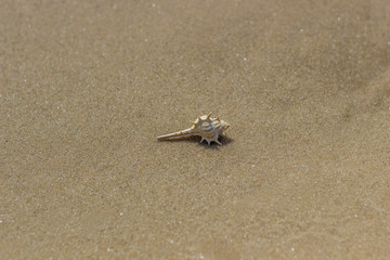 seashell on the sand