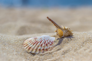 Seashells on the sand