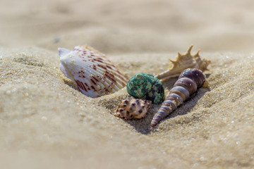 Seashells on the sand