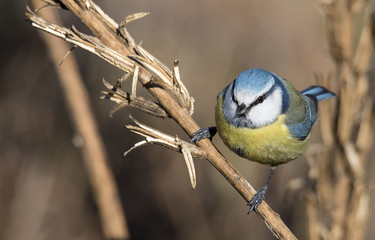 Cinciarella