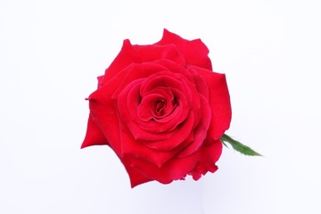 Beautiful red rose flower for love and valentine day
