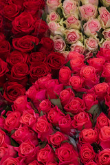Bunch of fresh and colorful roses for background