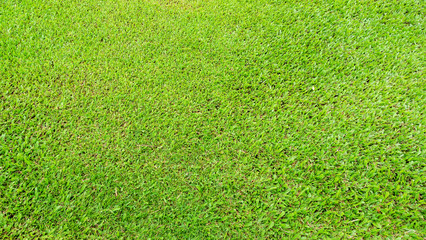 Green grass for a background.