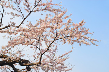 桜　春　素材