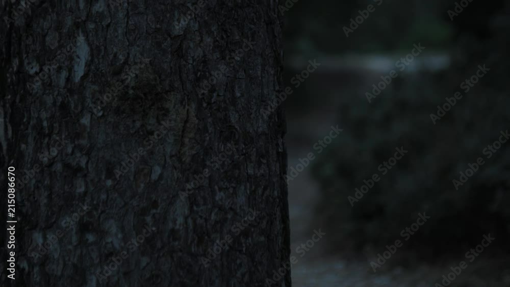 Poster a sliding shot from behind a tree to a path in a forest at dark. evening low light, focus pulling.