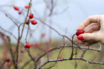 Rose hip bush at autumn.