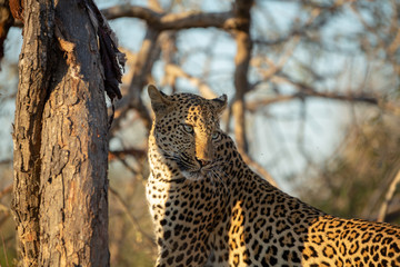 Leopard Feeding