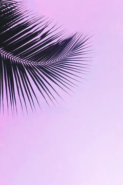 One palm leaf silhouette against  clear purple colored sky. Creative minimalism. Copyspace for text