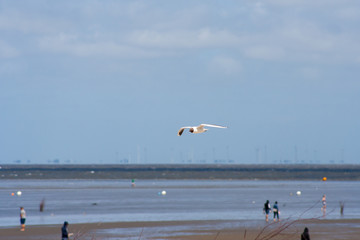 Seagull in flight over the beach in Cuxhaven, Germany. Flying white bird in the air on the background of the North Sea