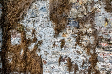 Steinmauer mit vertrocknetem Pflanzenbewuchs als Hintergrund