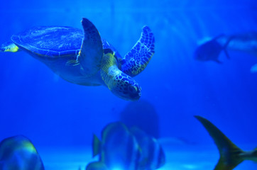 Great sea turtle dives in blue water