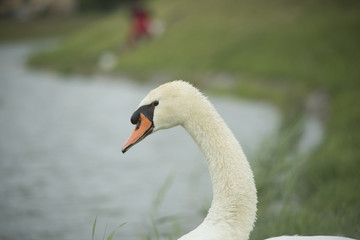 Swan in nature