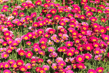 Pink flowers at a botanical garden