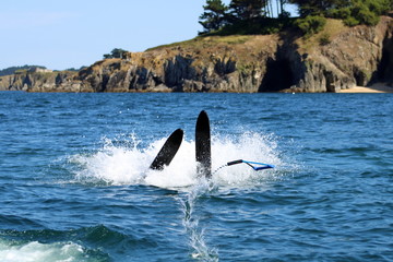 Fototapeta premium Chute Ski Nautique