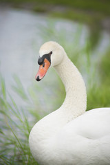 Swan in nature