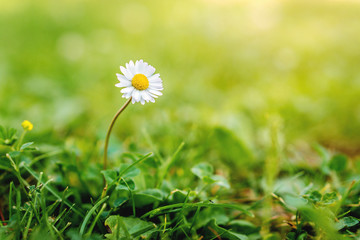 Close-up of a single white daisy flower