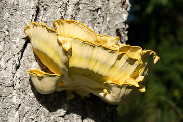 Laetiporus sulphureus: Chicken of the Woods