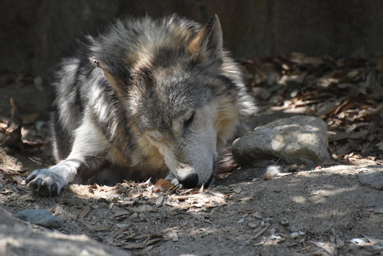 Timber Wolf Sleeping and Resting in the Sunshine