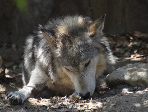 Close up Look at the Face of a Tundra Wolf