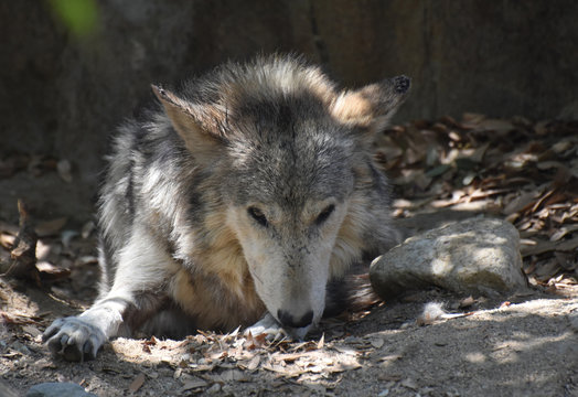 Tattered Ears on a Resting Timber Wolf