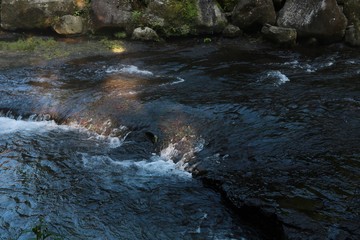 新鮮な水が流れる白川水源の風景