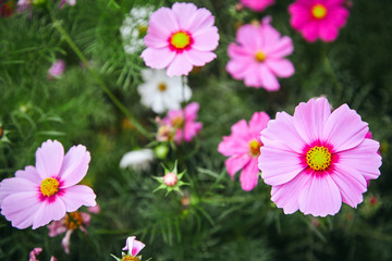 The beautiful pink flower in nature, PInk plants nature garden cosmos flower cosmea