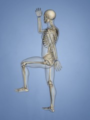 Carpus, Human Skeleton, 3D Model
