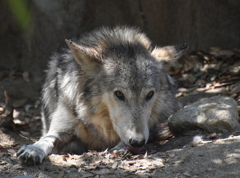 Gorgeous Gray Wolf Resting in a Pile of Leaves