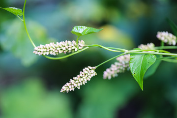 kwitnące pnącze Rdest plamisty, Polygonum persicaria, chwast © Joanna