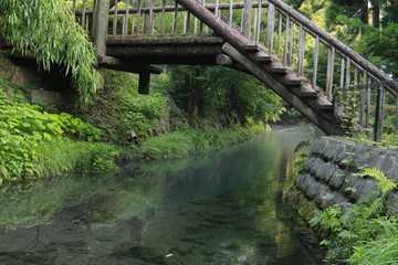新鮮な水が流れる白川水源の風景